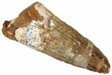 Fossil Spinosaurus Tooth - Robust Tooth #305802-1